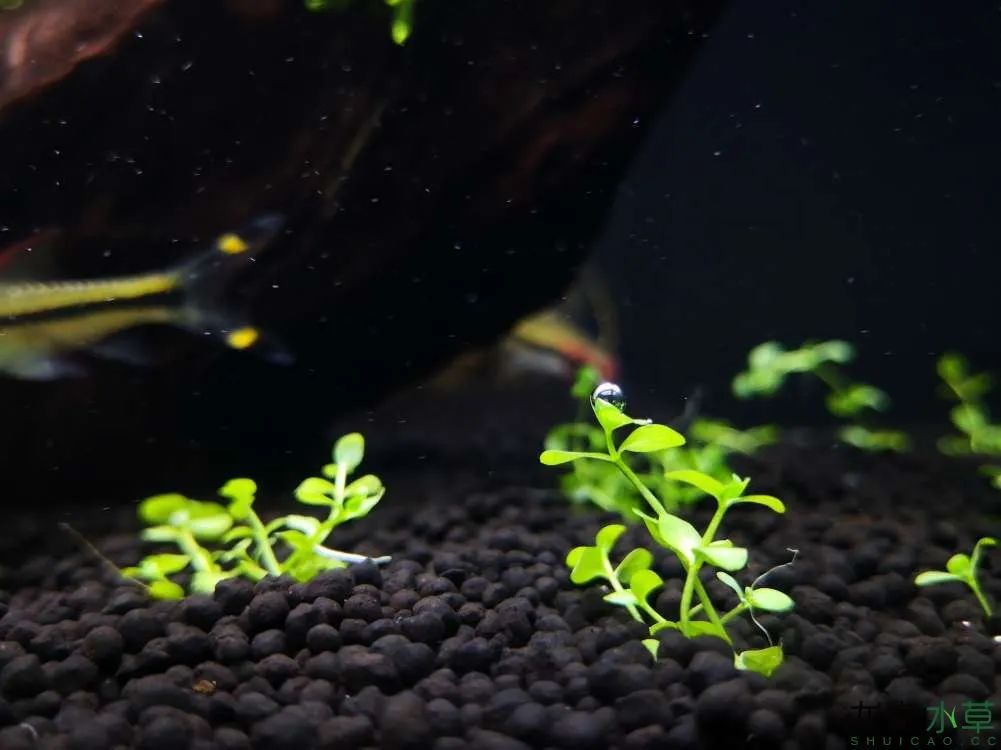 莫斯树草缸造景diy教程,不需要二氧化碳的草缸造景