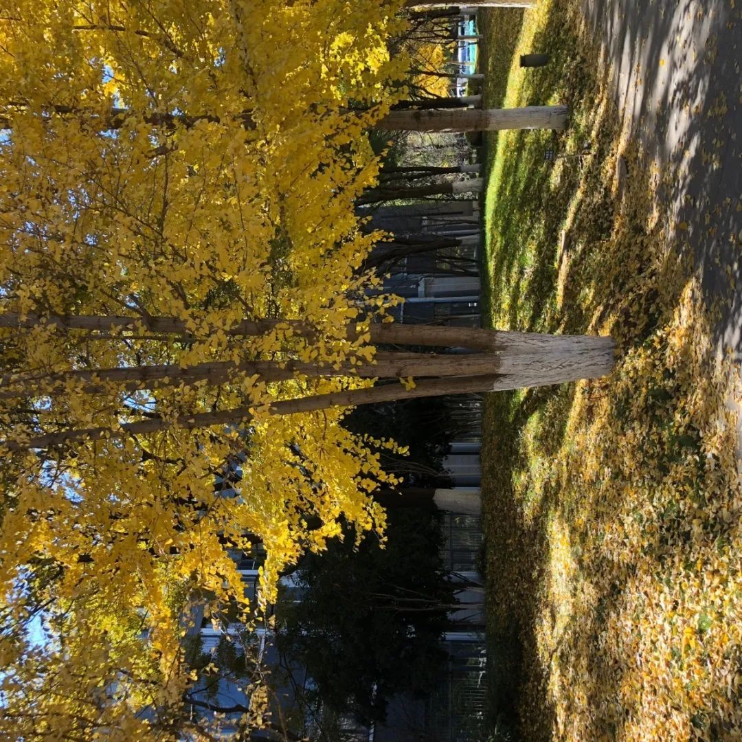 无声云南师范大学,母校云南师范大学