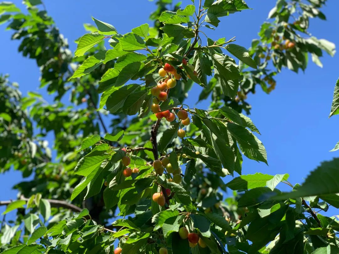 昌平樱桃采摘视频,昌平兴寿樱桃采摘价格