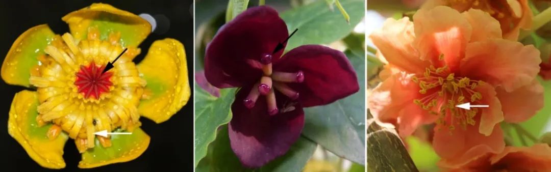 非诚勿扰中姓叶的,非诚勿扰百花争艳女嘉宾