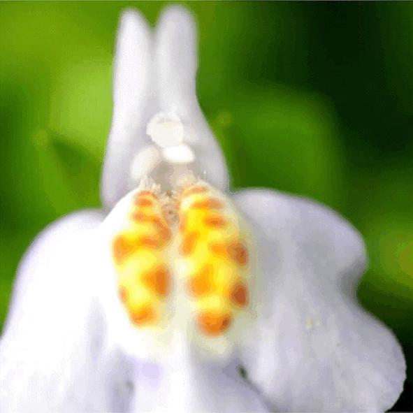 非诚勿扰中姓叶的,非诚勿扰百花争艳女嘉宾