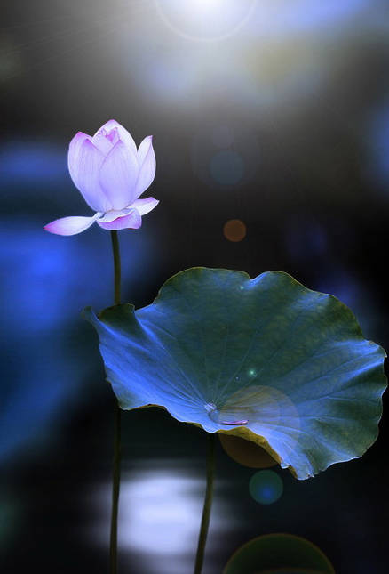 淮阳的荷花真美,又到了赏荷花的季节家门口的美景