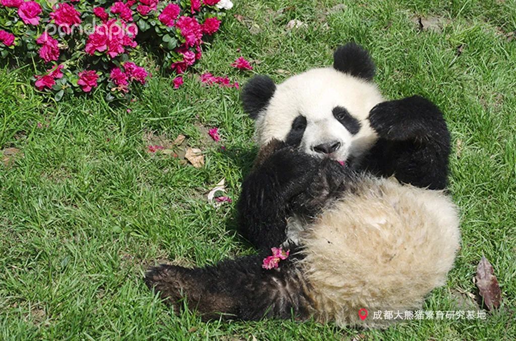 熊猫拍照怎么拍出高级感,熊猫拍照拍摄姿势