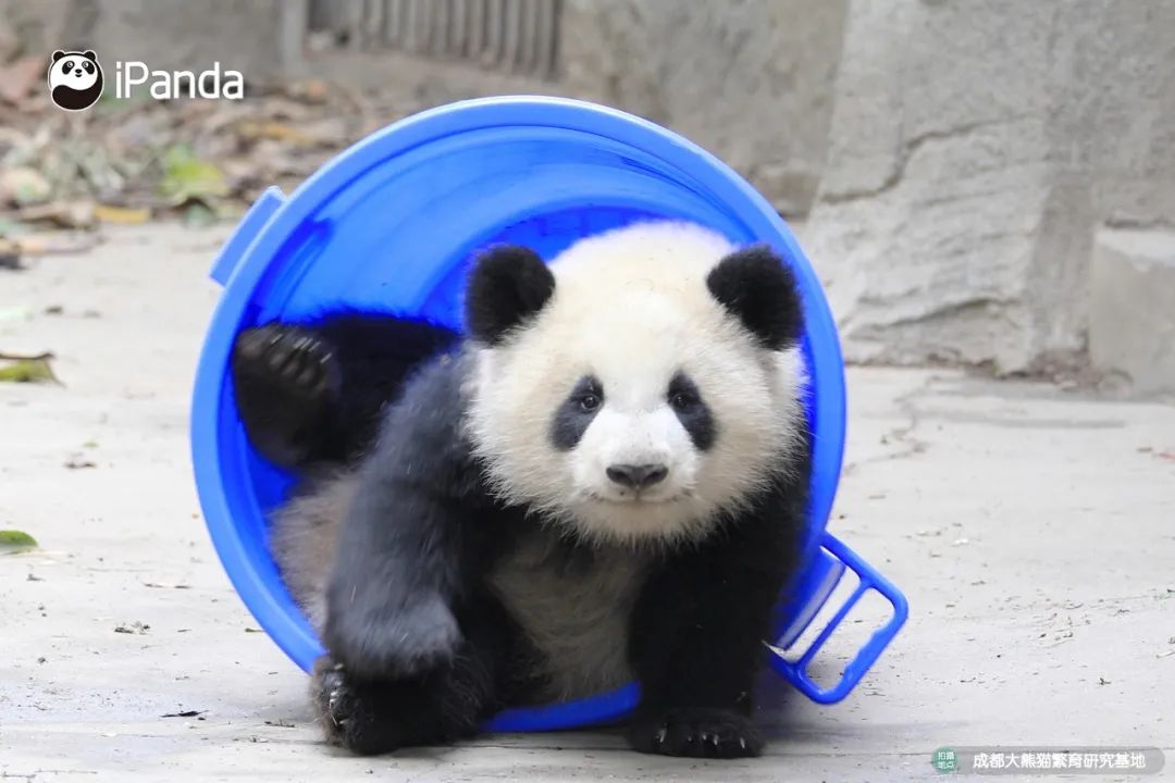 熊猫拍照怎么拍出高级感,熊猫拍照拍摄姿势