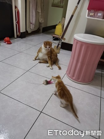 诡异“．．．”一路延伸窗帘天花板　猫奴望3皮蛋：怎么弄的