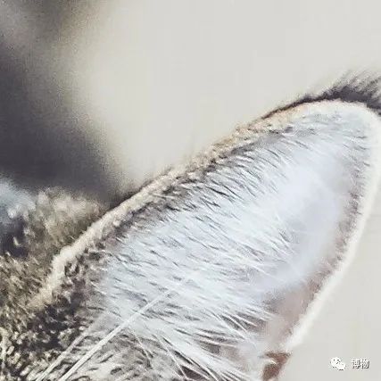 能拍彩色照片的大熊猫,大熊猫为啥不能拥有一张彩色照片