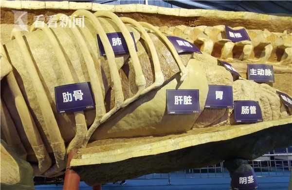 抹香鲸解剖出塑料,座头鲸塑化标本