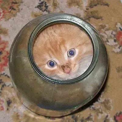 为什么说猫是液体,猫是不是液体做的