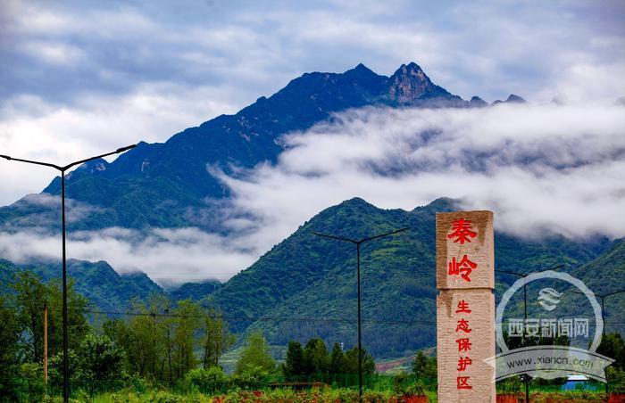 让客来时所见一山碧绿万物竞发