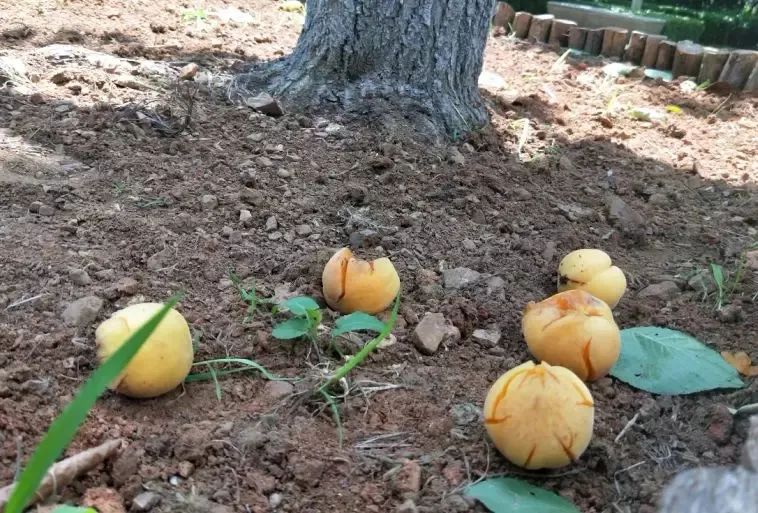 小区里的树上的果子可以摘吗,小区果树果子别乱摘