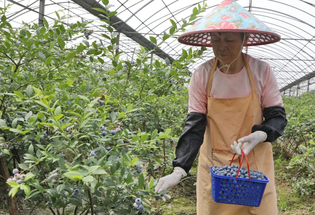 酸甜可口咬一口满嘴口水,酸甜脆爽一口就能爆汁