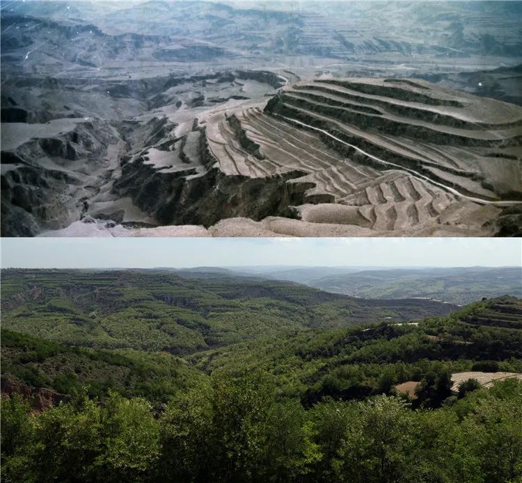 再造子午岭,再造一个子午岭有效吗