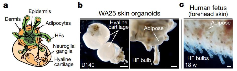《自然》重磅：治疗头秃迎来重大突破！科学家首次培养出最接近真实形态和功能的皮肤类器官，移植后生发率达到55%丨科学大发现