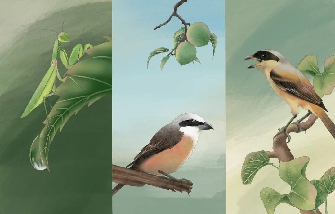 芒种收获幸福种下希望,芒种播下希望的种子