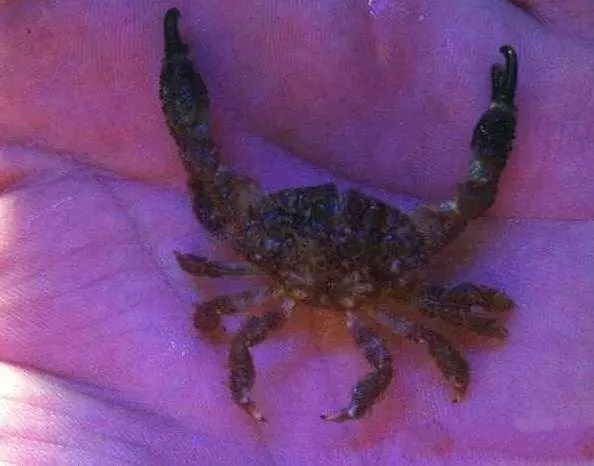 活石掉的粉末有害吗,活石里面虫子会寄生小鱼吗