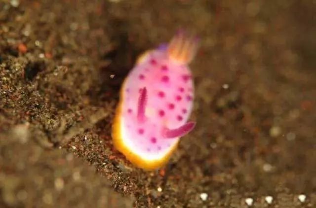 活石掉的粉末有害吗,活石里面虫子会寄生小鱼吗