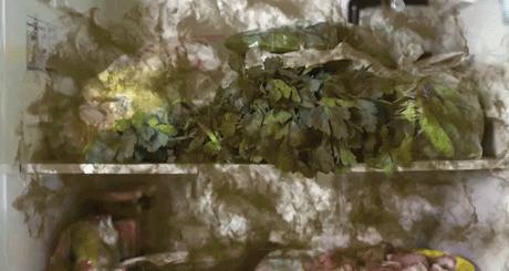 冰箱如何除菌除味,冰箱除菌就能防串味吗