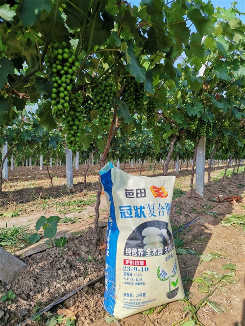 种植户愿为芭田好肥料代言,农民为自己农产品代言