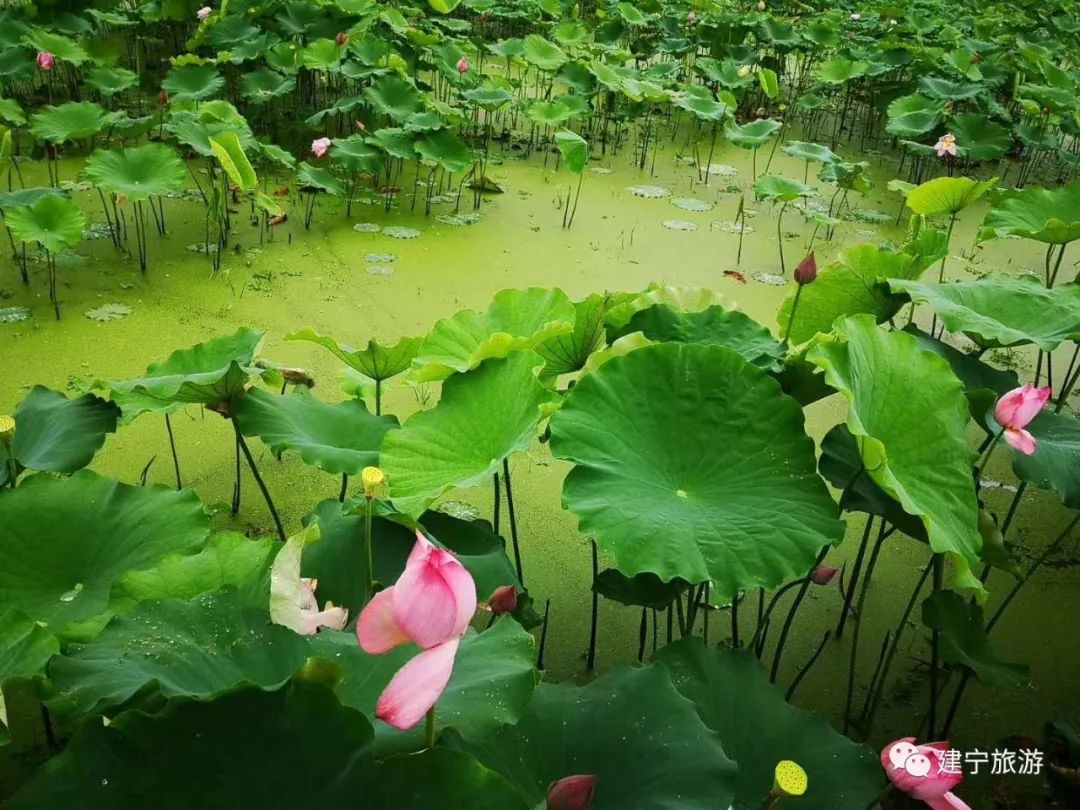 在三明夏天去哪玩,三明荷花最佳观赏地