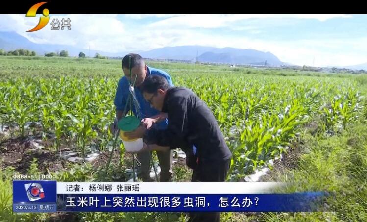 农村玉米被虫子害,玉米地里的虫子蛰到了怎么办