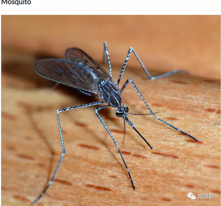 全球最毒的十大毒动物,加拿大最可怕的蛇