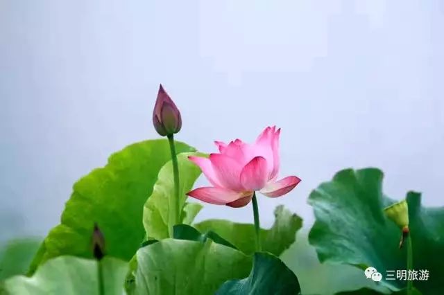 在三明夏天去哪玩,三明荷花最佳观赏地