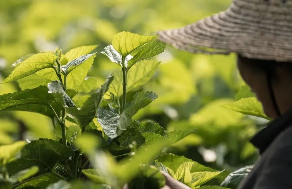 桑蚕丝冬暖夏凉,蚕丝夏日睡衣