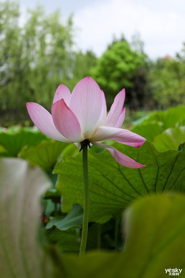 挂机Rf镜头推荐,佳能rf挂机镜头拍视频