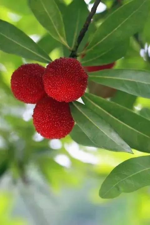 厉害了！把手机变成新农具，萧山所前女镇长带着村嫂直播带货！