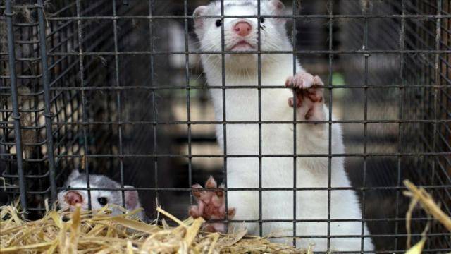 荷兰疫情最新入境限制,丹麦大规模扑杀水貂