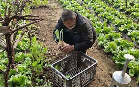 平谷,凭什么金身不破?