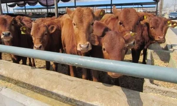 农村池塘淡水养殖什么赚钱,农村家庭小院养殖什么最赚钱