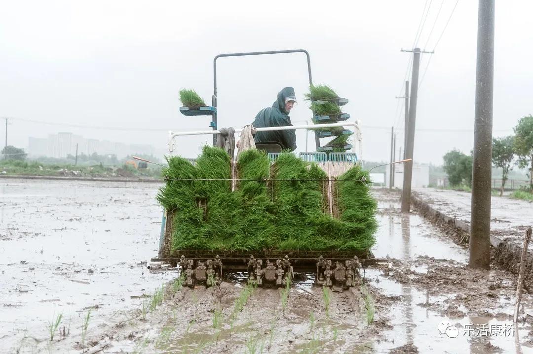康桥镇学生日记,康桥日记内容