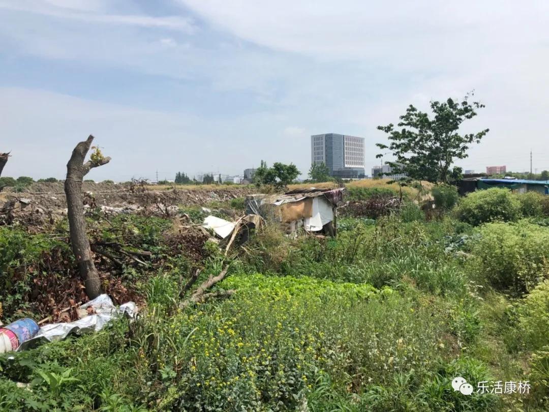 康桥镇学生日记,康桥日记内容