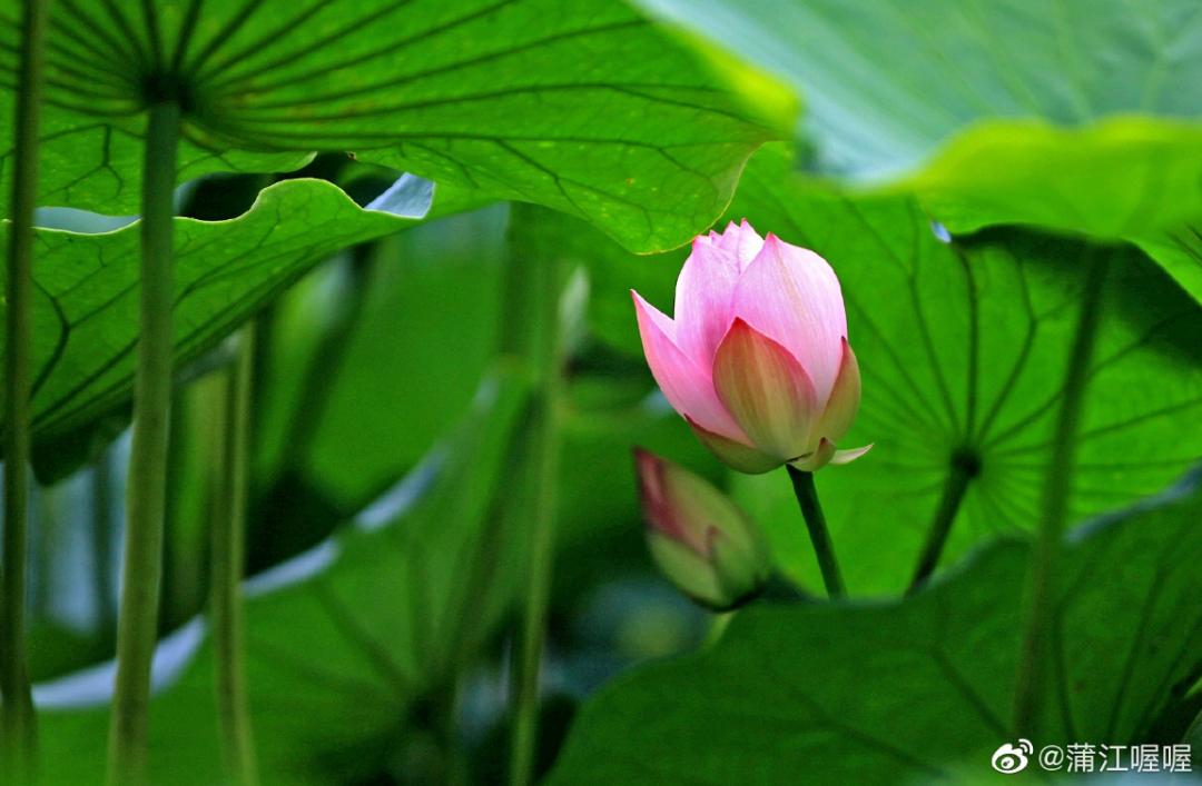 火了火了！成都又新添一个区，地铁10号线直达！夏日纳凉、吃河鲜…3日郊游路线，安排→