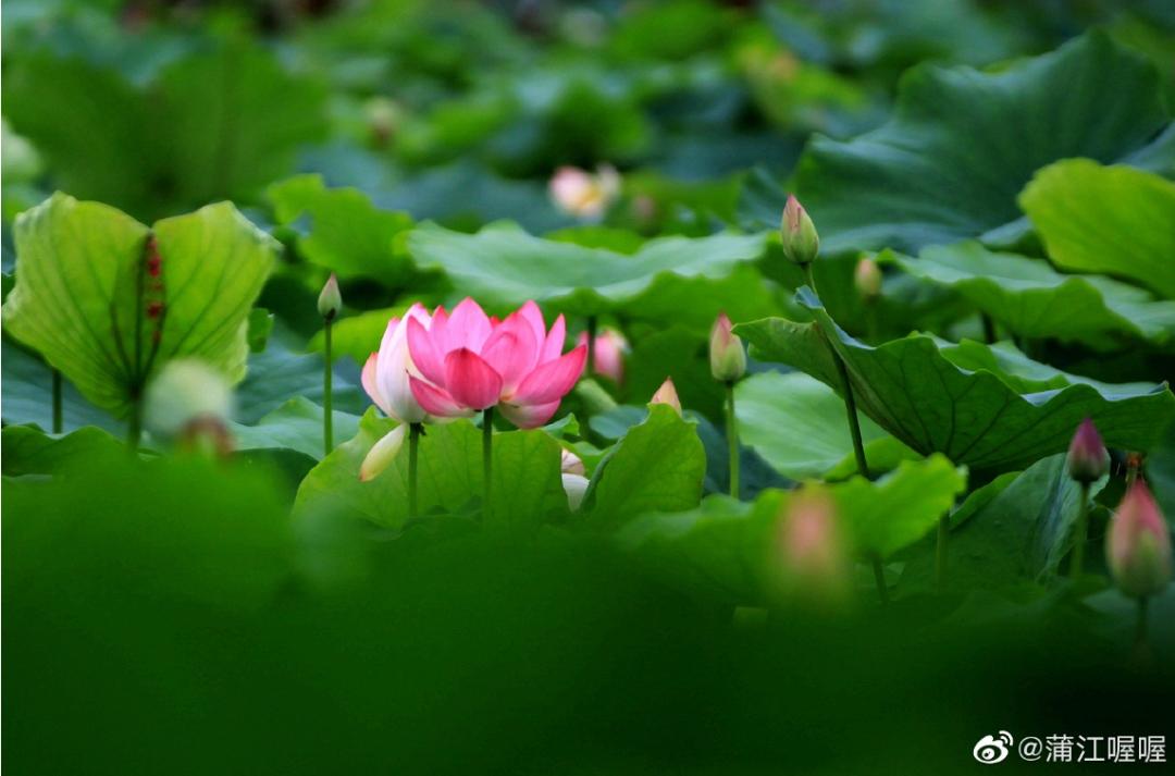 火了火了！成都又新添一个区，地铁10号线直达！夏日纳凉、吃河鲜…3日郊游路线，安排→