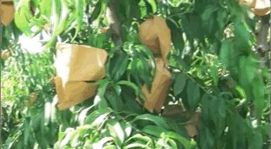 16°香甜，一*爆口**汁，称霸整个夏天的“蜜桃之王”来了