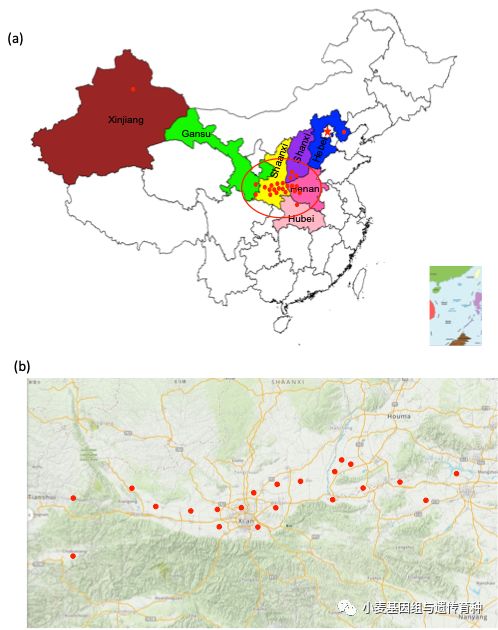 重磅袭来|刘志勇团队与李洪杰团队合作连续克隆两个小麦抗*粉白**病基因