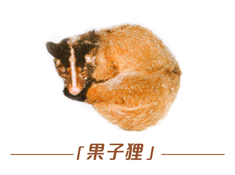 云南野生动物最新政策规定,云南野生动物保护最新情况