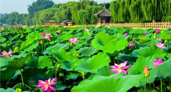 专属定制,超全超美的!Z9258,2天1夜,精致济南夏日之旅