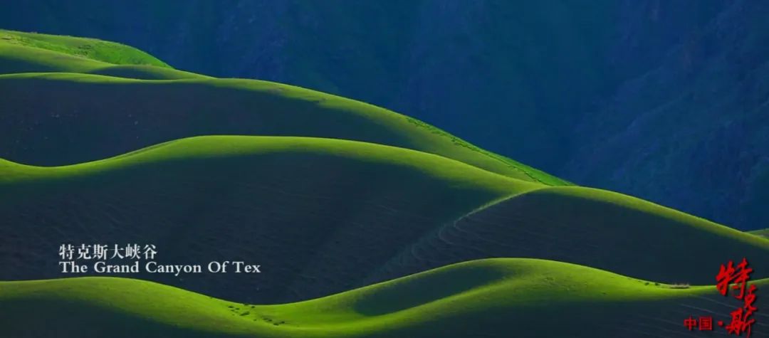 新疆伊犁昭苏油菜花几月开,大美新疆昭苏特克斯油菜花