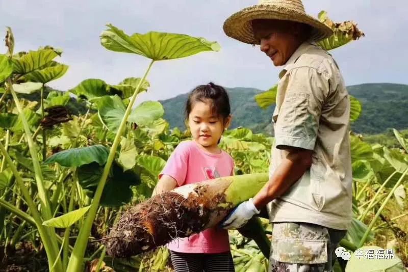 福鼎槟榔芋盛宴即将上线！招商+订餐热线，详情请戳→