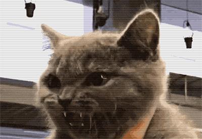 被流浪猫咬到没什么大事吧,不小心被猫咬了一口要打针么