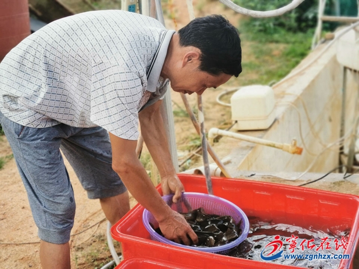 毕节泥鳅养殖致富路,养泥鳅致富路视频