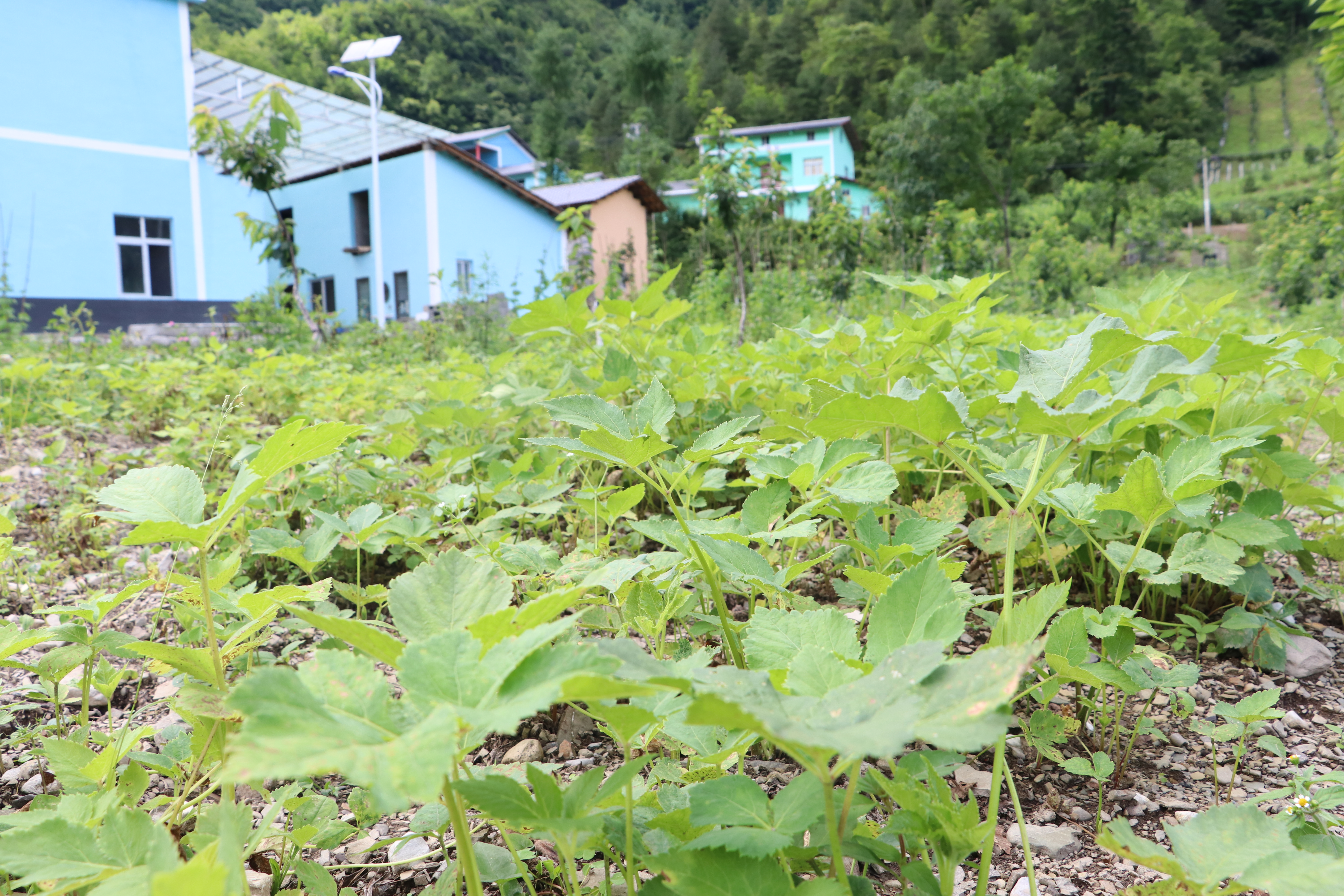 走向我们的小康生活37集,走向我们的小康23集