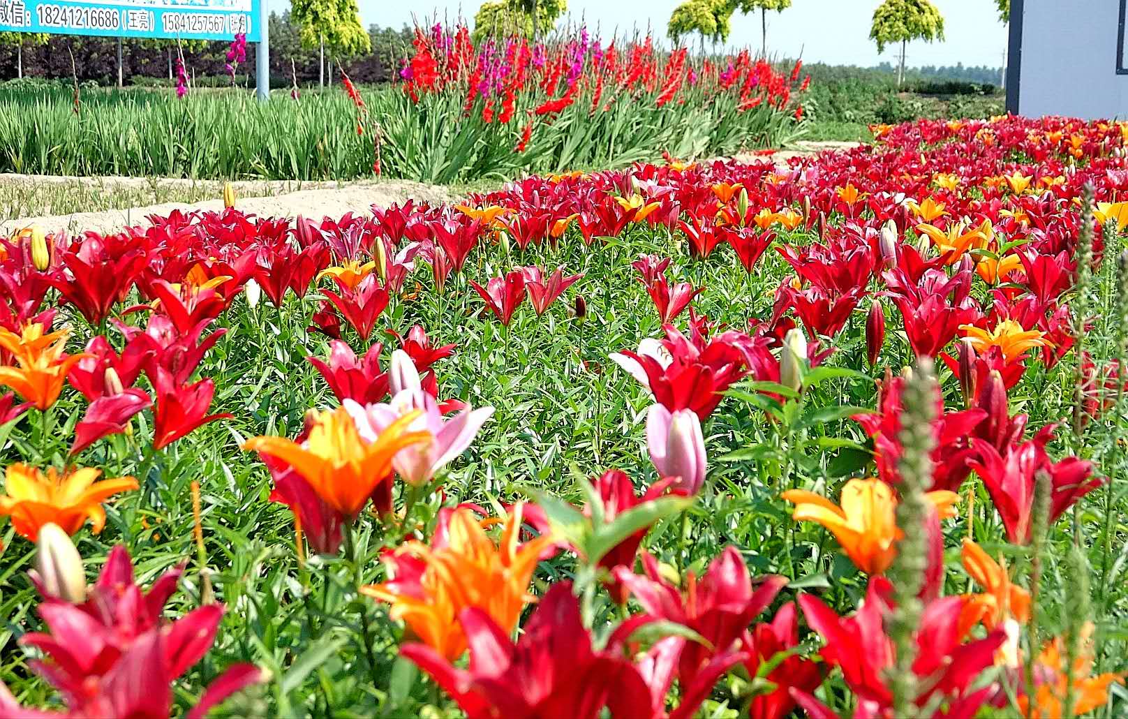 百花绽放风景秀丽,花田小镇风景区