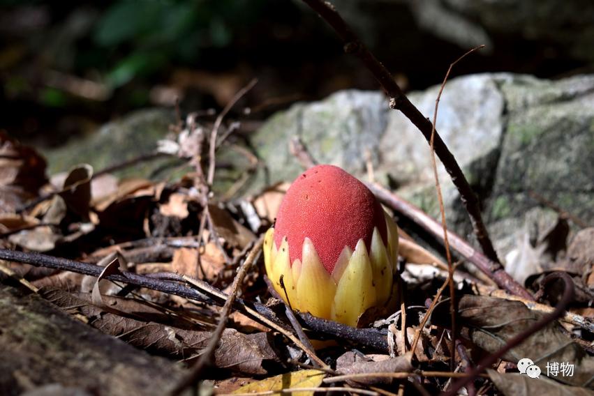 蛇菰能吃吗,蛇菰能不能吃