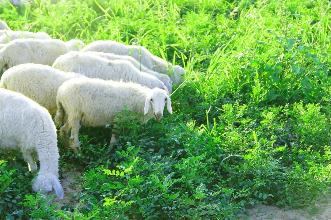 兰州米兰圈丨兰米周记之奔涌的“前浪”