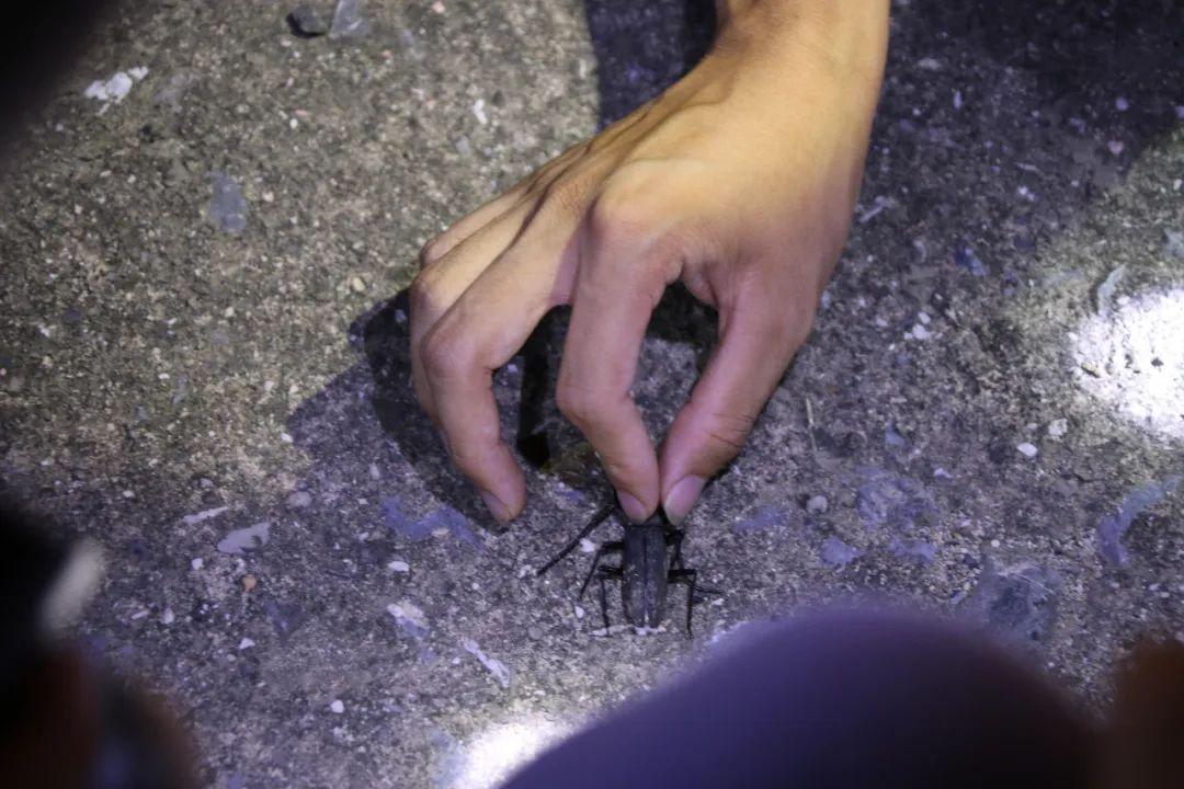 森林探险之旅的目的,神秘的雨林探险之旅