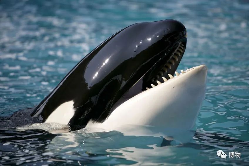 虎鲸炫耀食物,虎鲸饿到亲戚都吃什么